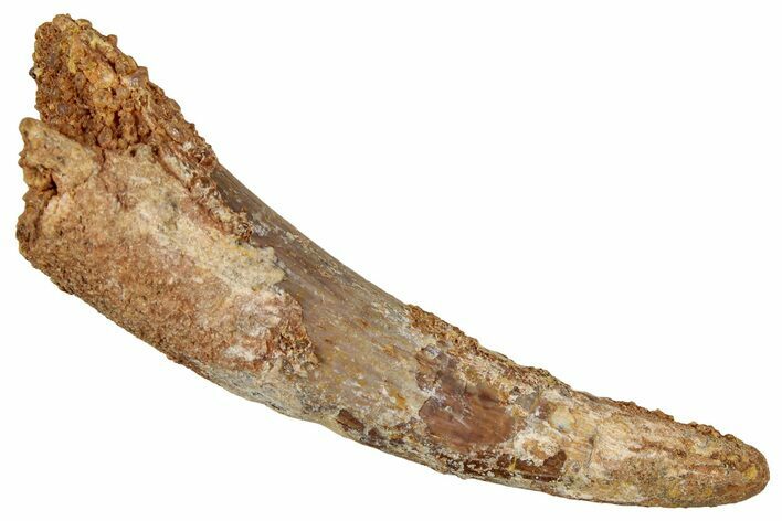 Large, Fossil Pterosaur (Siroccopteryx) Tooth - Morocco #354870